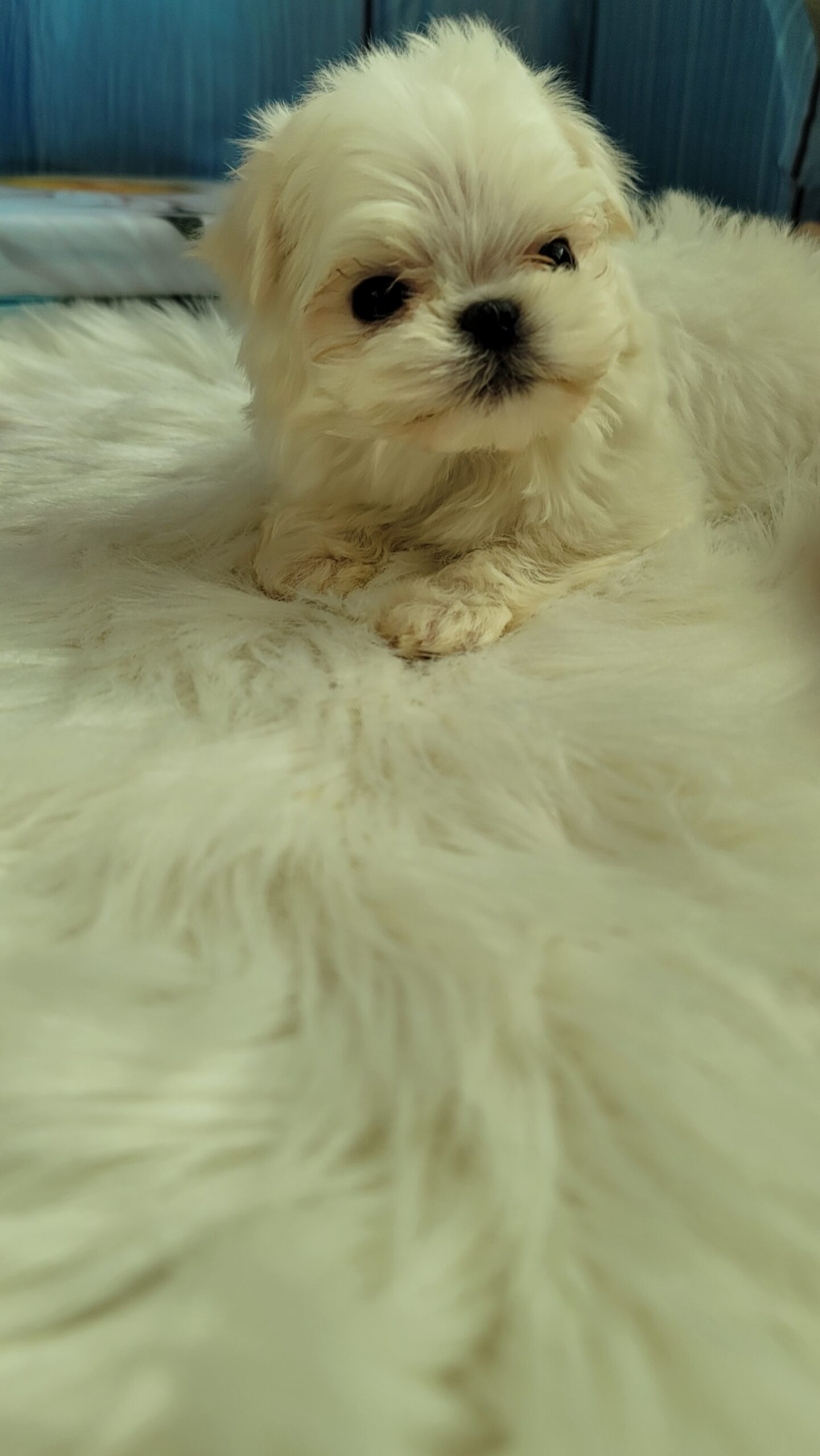 11/2マルチーズの兄弟