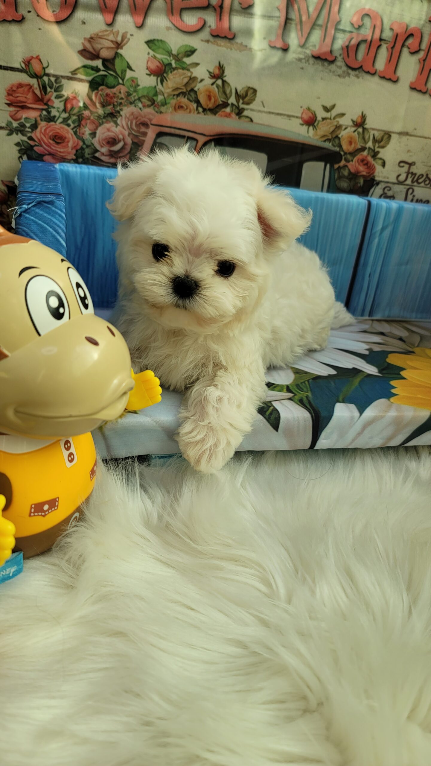 11/2マルチーズの兄弟