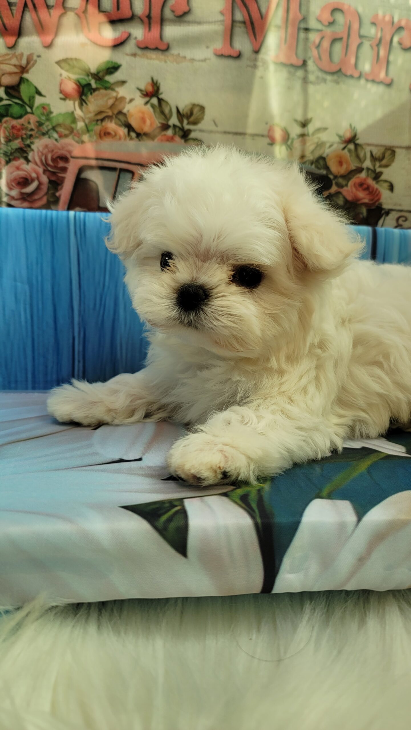 11/2マルチーズの兄弟