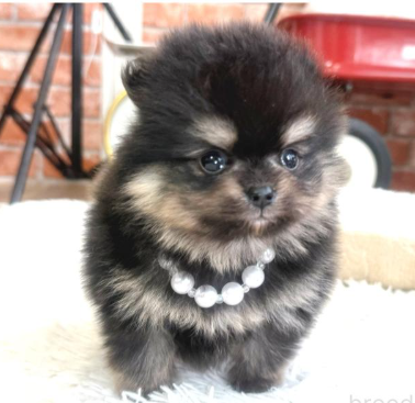 お顔まん丸POの女の子