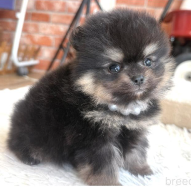 お顔まん丸POの女の子