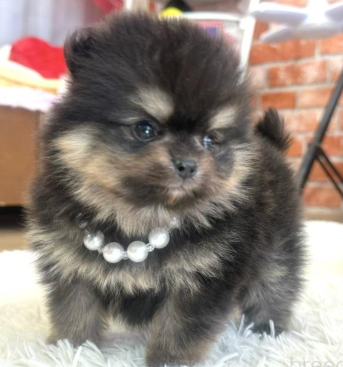 お顔まん丸POの女の子