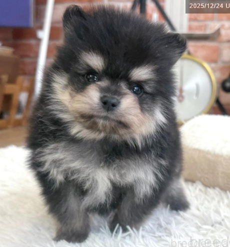 【新種発見！？】ぽめくん