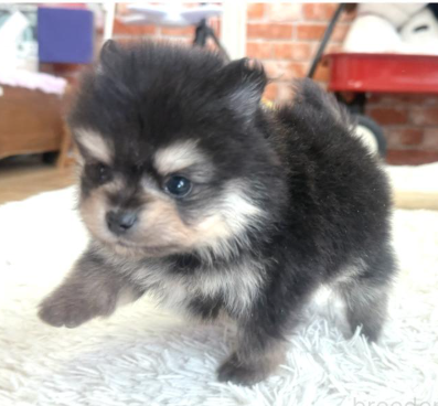 【新種発見！？】ぽめくん