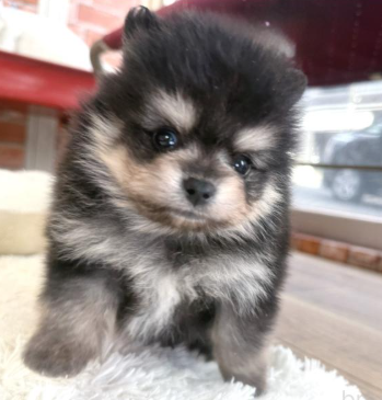 【新種発見！？】ぽめくん