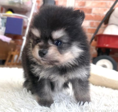 【新種発見！？】ぽめくん