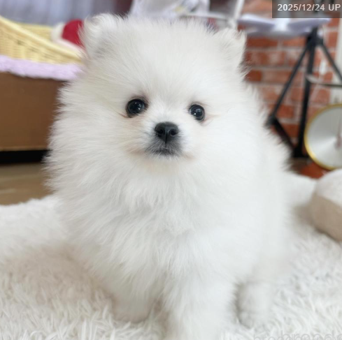 訳アリPOMの女の子　　　(お問合せ番号PO-251104)