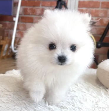 訳アリPOMの女の子　　　(お問合せ番号PO-251104)