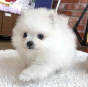 訳アリPOMの女の子　　　(お問合せ番号PO-251104)