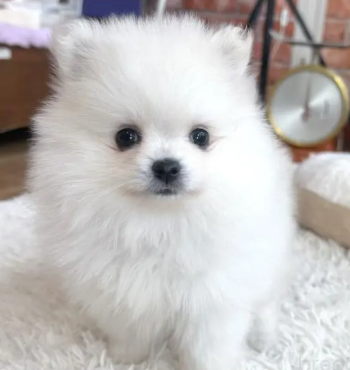 訳アリPOMの女の子　　　(お問合せ番号PO-251104)