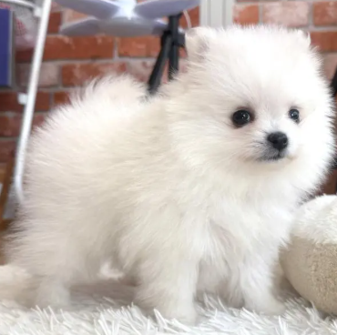 訳アリPOMの女の子　　　(お問合せ番号PO-251104)