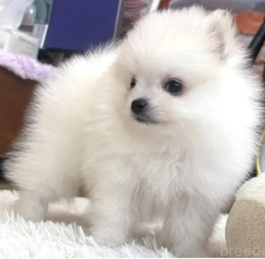 訳アリPOMの女の子　　　(お問合せ番号PO-251104)