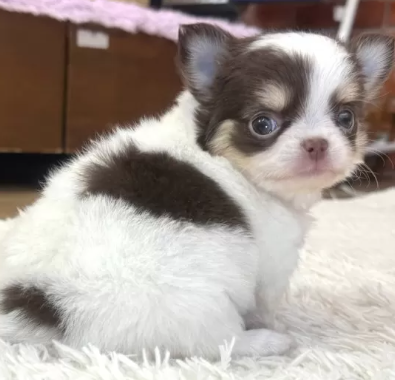 お茶目なチワワの女の子（子犬NO 251110-1）