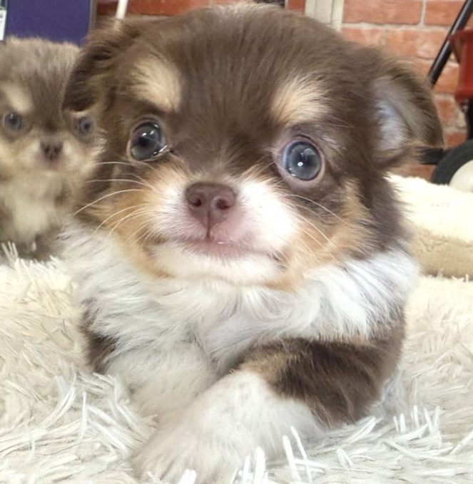 とてもきれいなチワ君