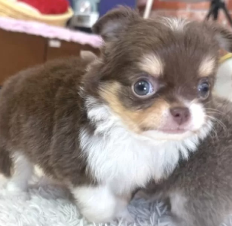 とてもきれいなチワ君