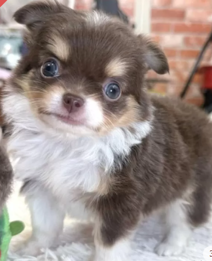 とてもきれいなチワ君