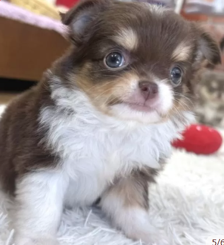 とてもきれいなチワ君