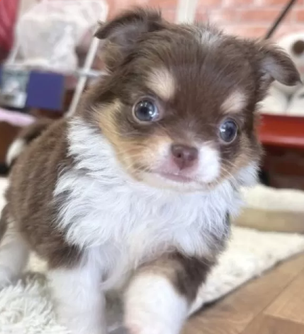 とてもきれいなチワ君