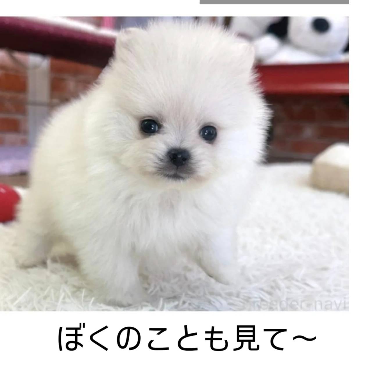 一番おちびなぼっくん