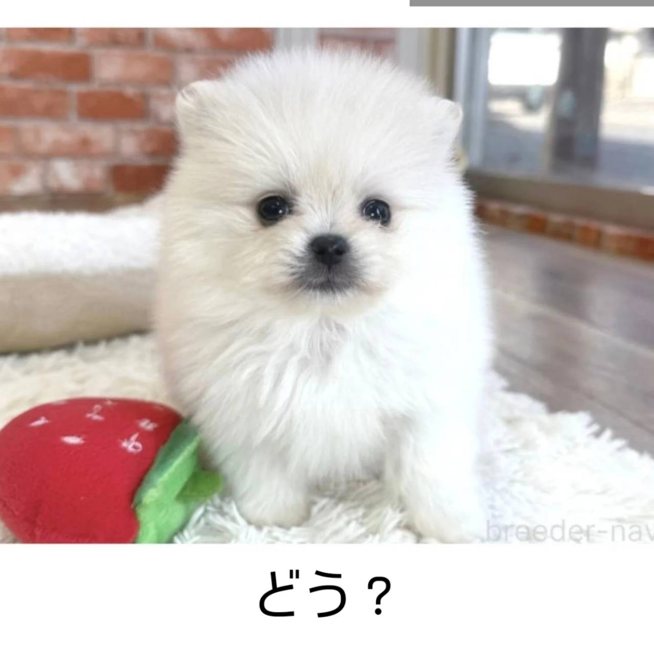 一番おちびなぼっくん