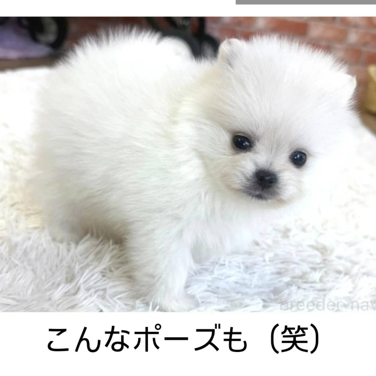 一番おちびなぼっくん