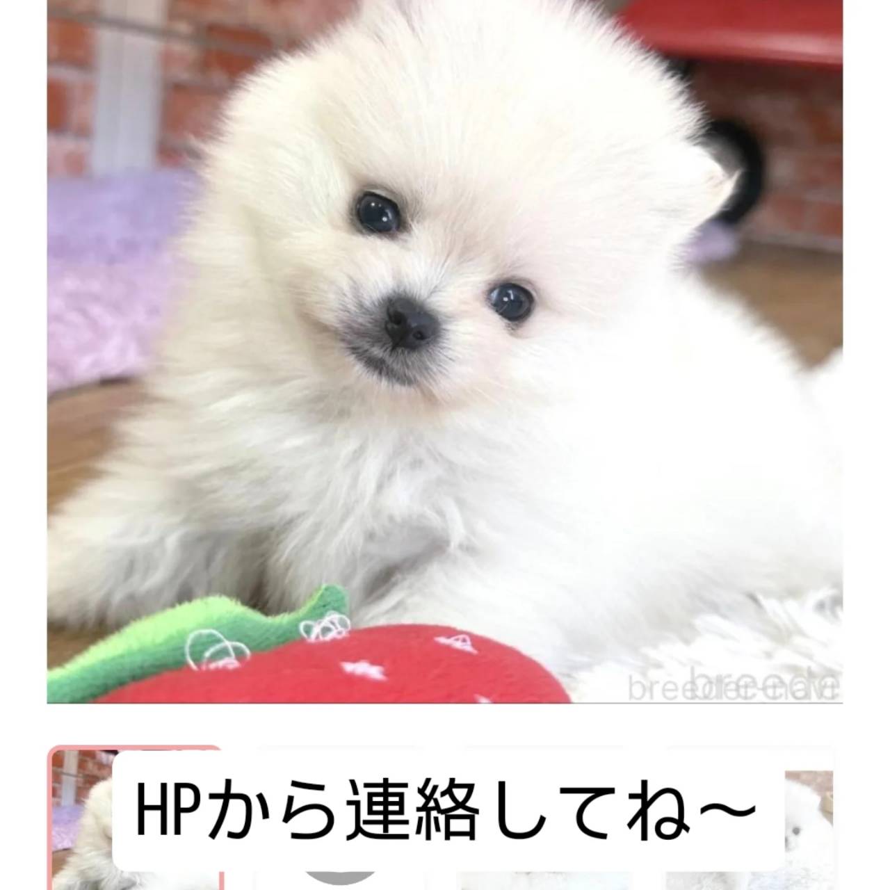 一番おちびなぼっくん