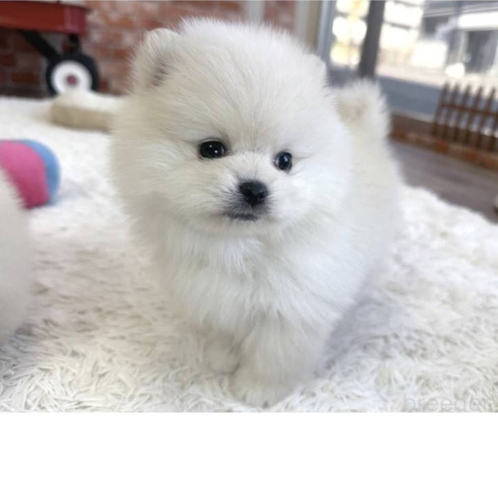 遊ぶの大好きPOM