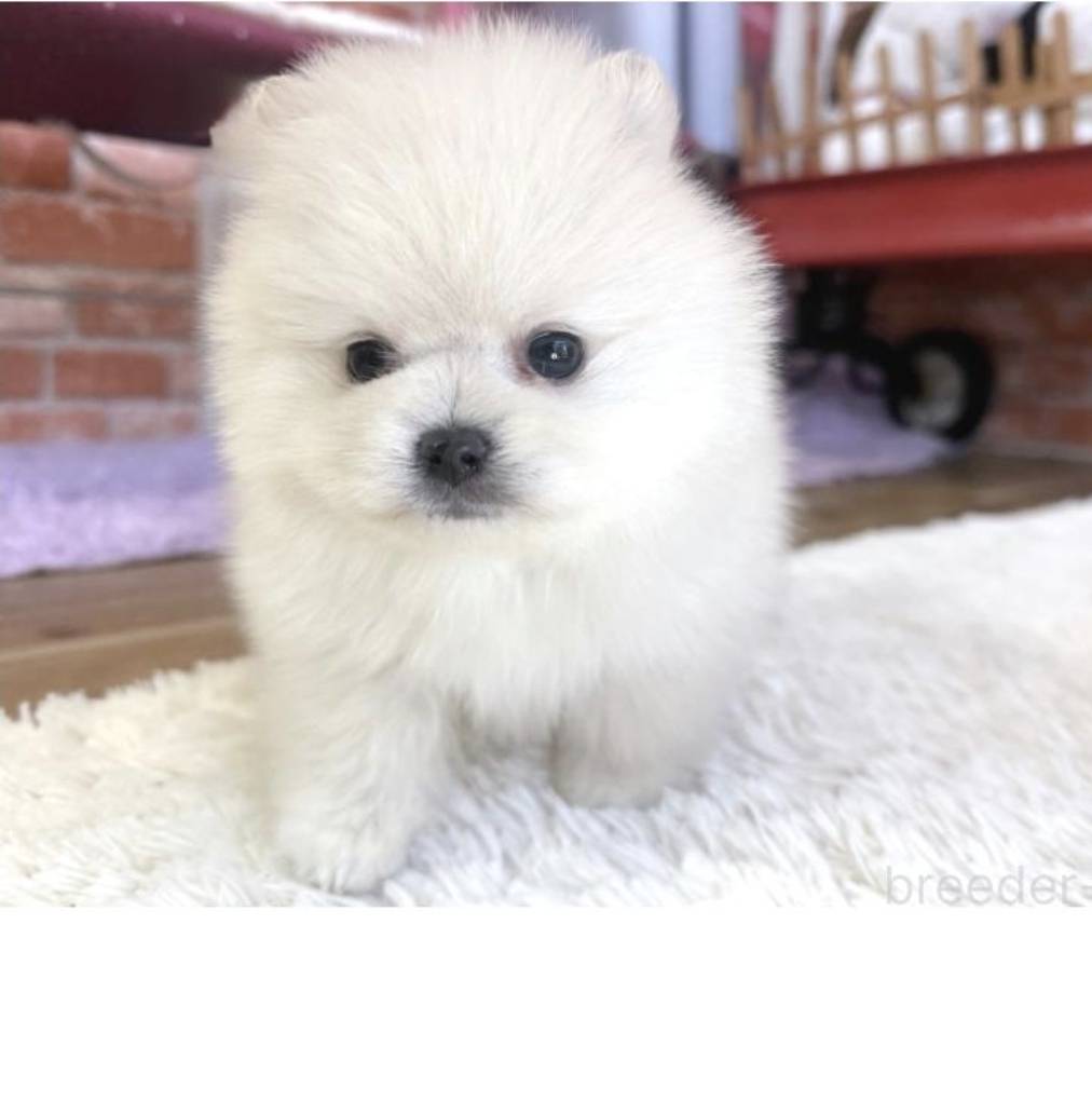 遊ぶの大好きPOM