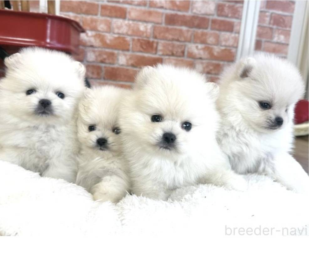 遊ぶの大好きPOM