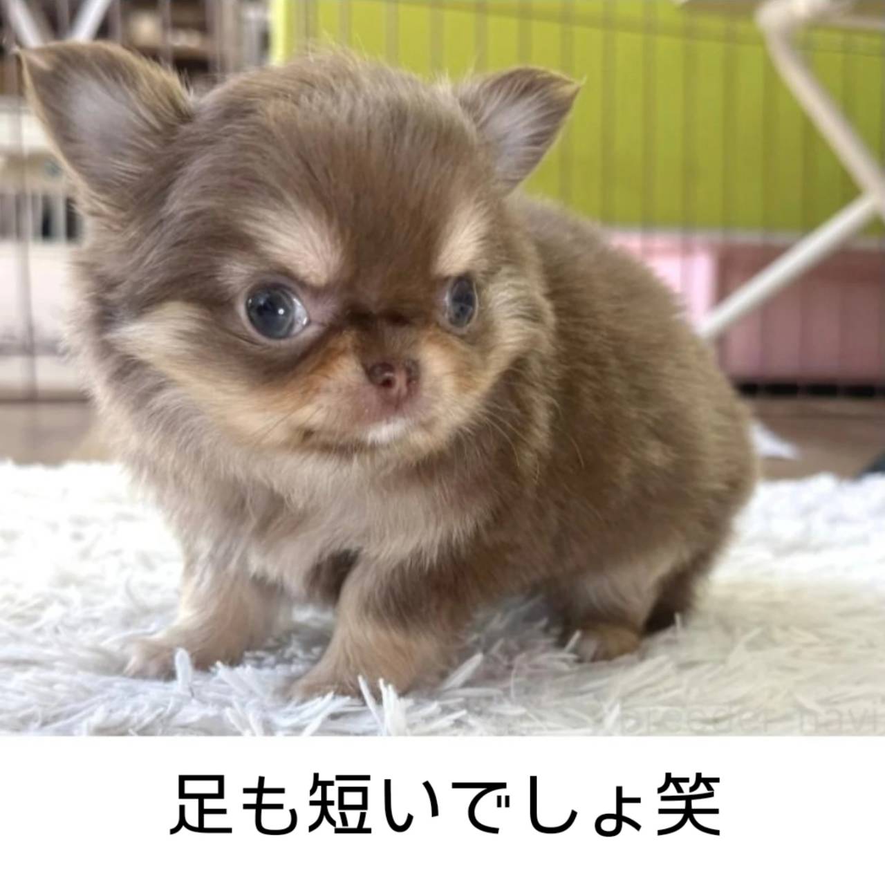 小さなチワワのこつぶちゃん