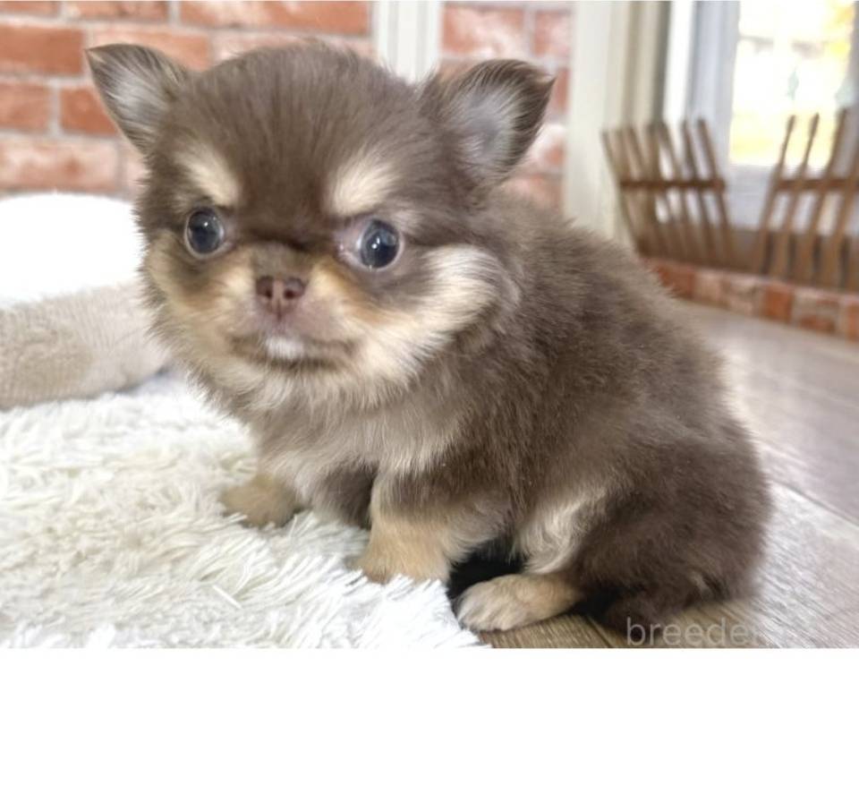 小さなチワワのこつぶちゃん