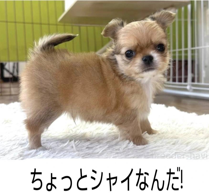 イケメンチワワ