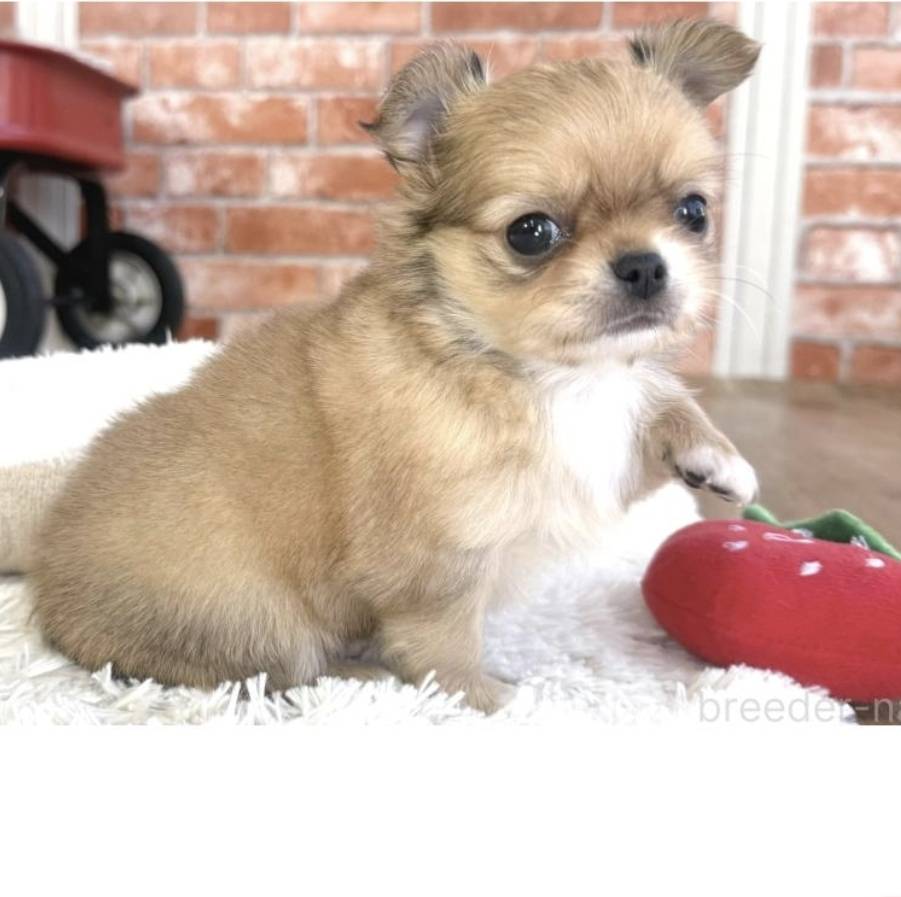 イケメンチワワ