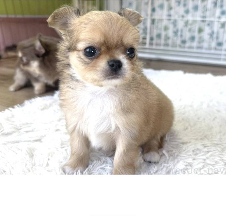 イケメンチワワ