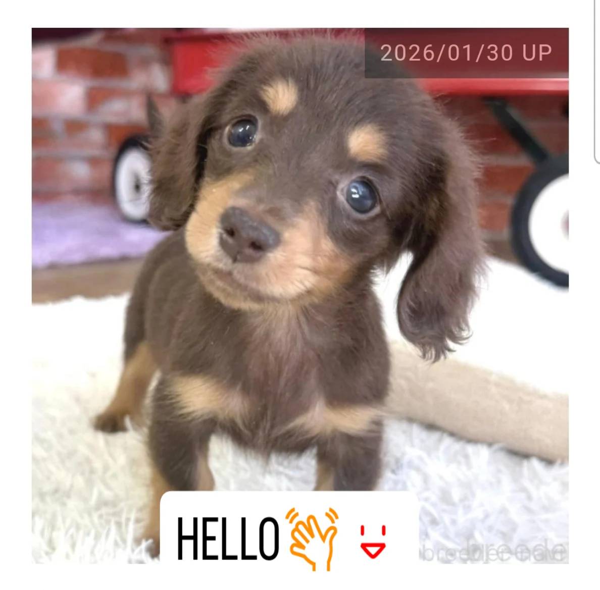 カニヘンDの女の子