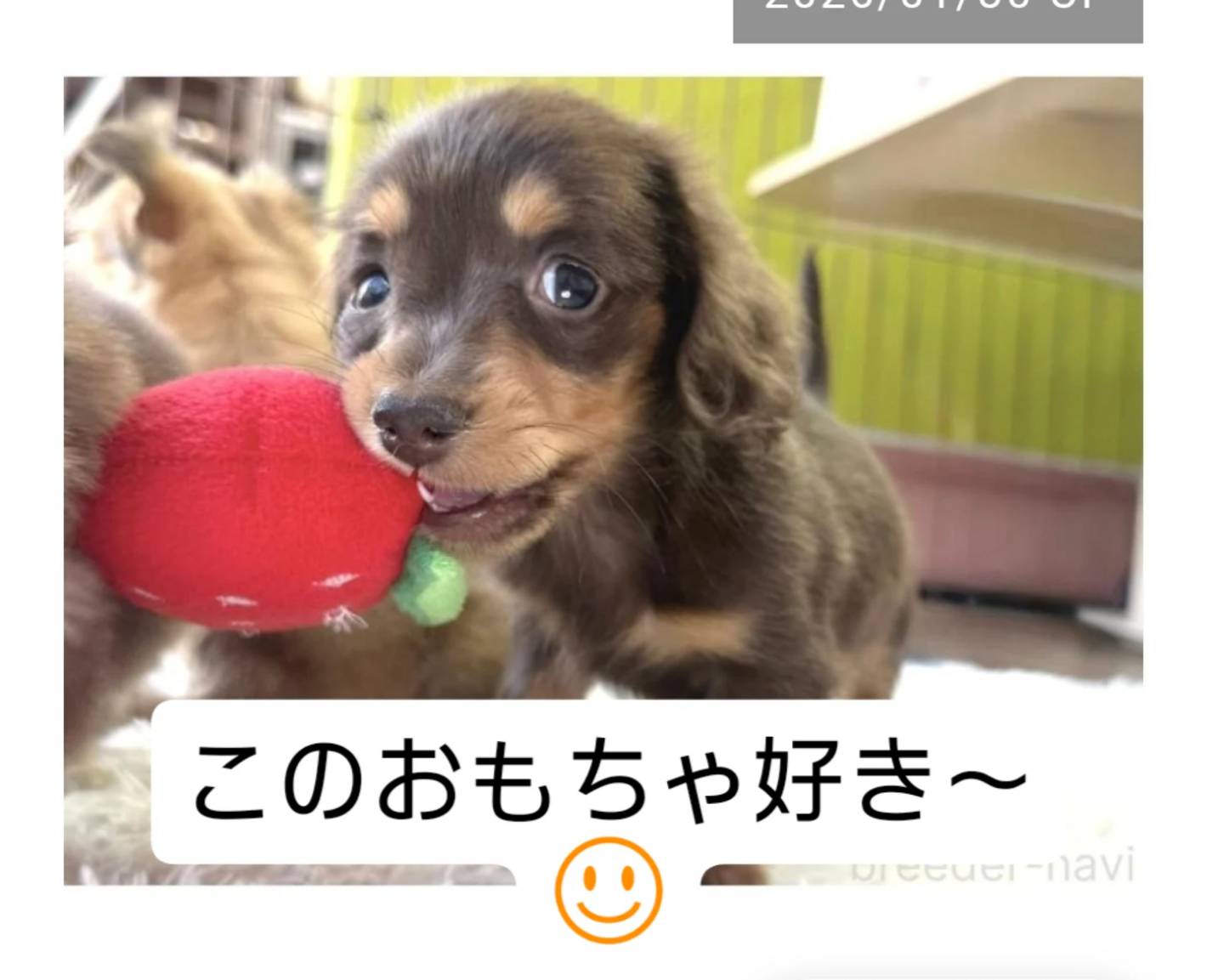 カニヘンDの女の子