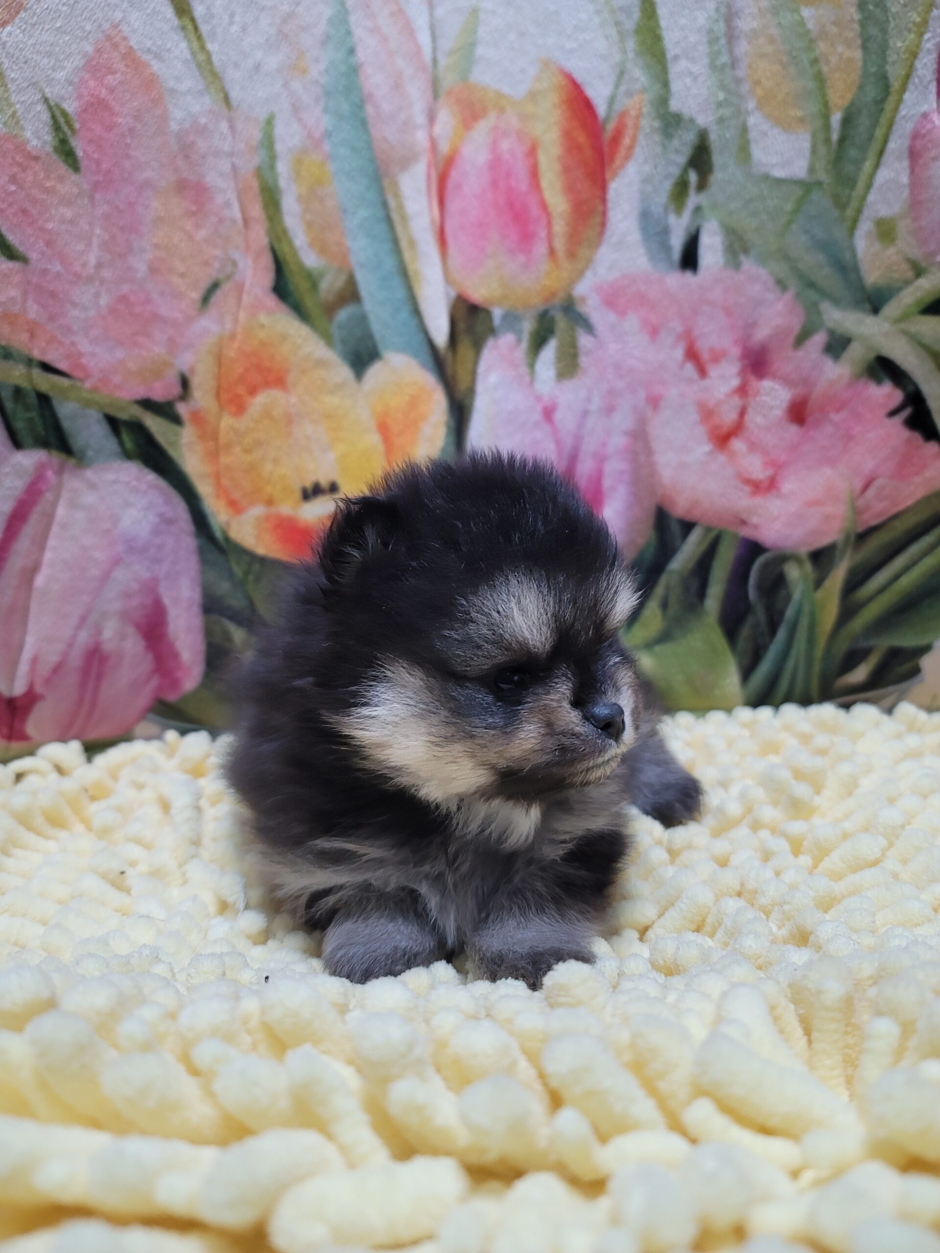 可愛すぎて、ため息出ちゃいます…🖤🐾 ブラック＆タンのポメラニアンの女の子