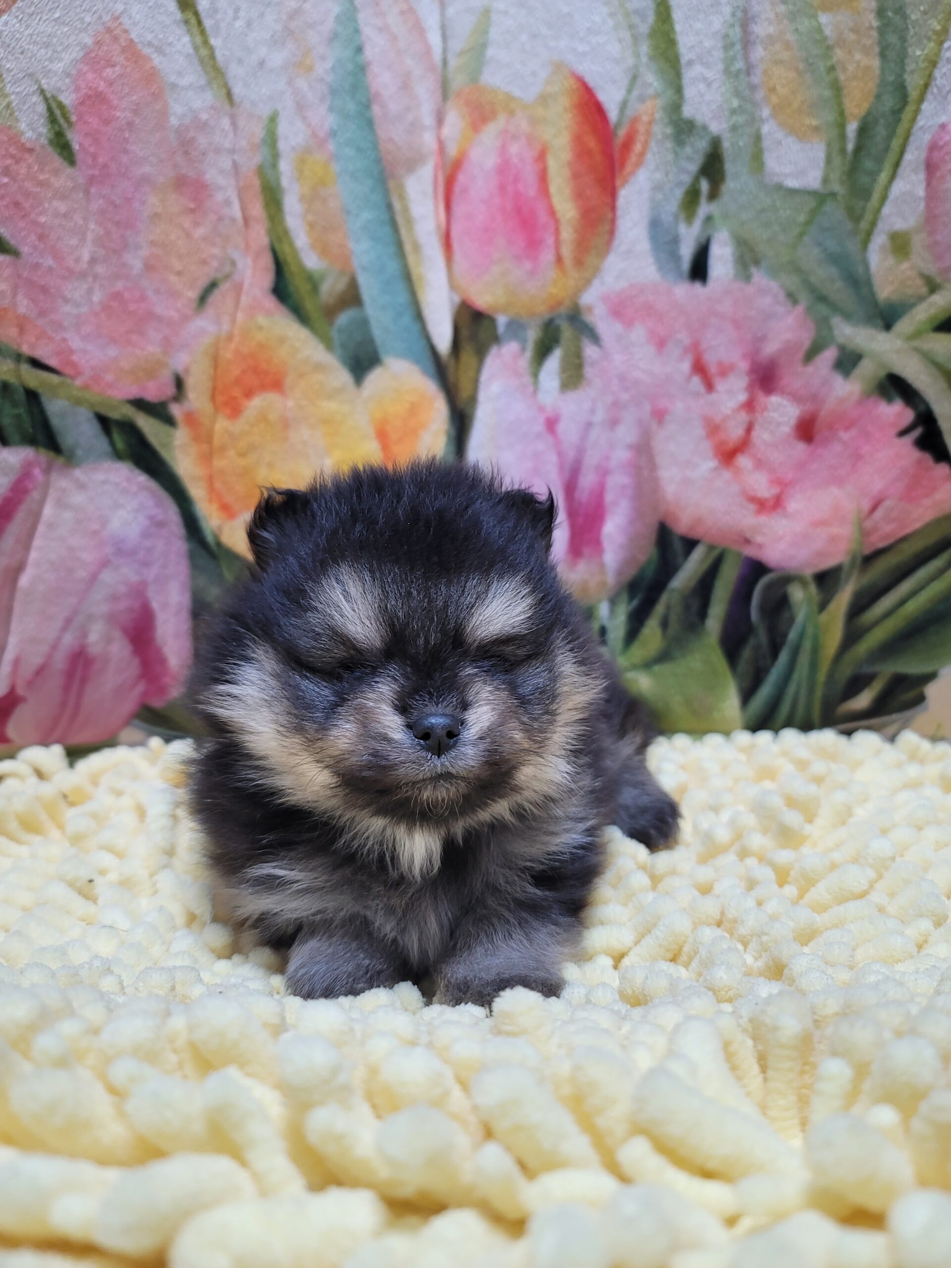 可愛すぎて、ため息出ちゃいます…🖤🐾 ブラック＆タンのポメラニアンの女の子