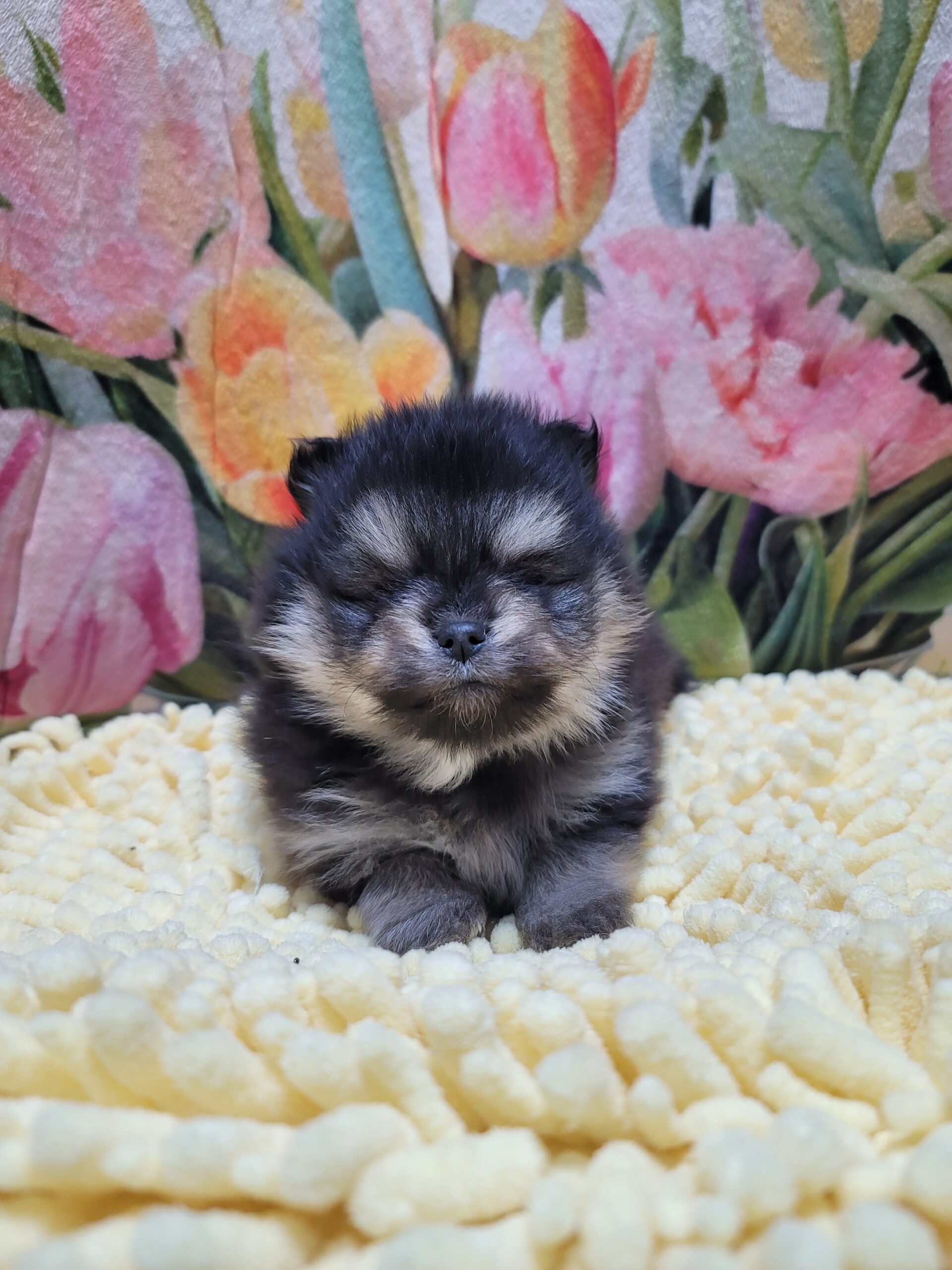 可愛すぎて、ため息出ちゃいます…🖤🐾 ブラック＆タンのポメラニアンの女の子