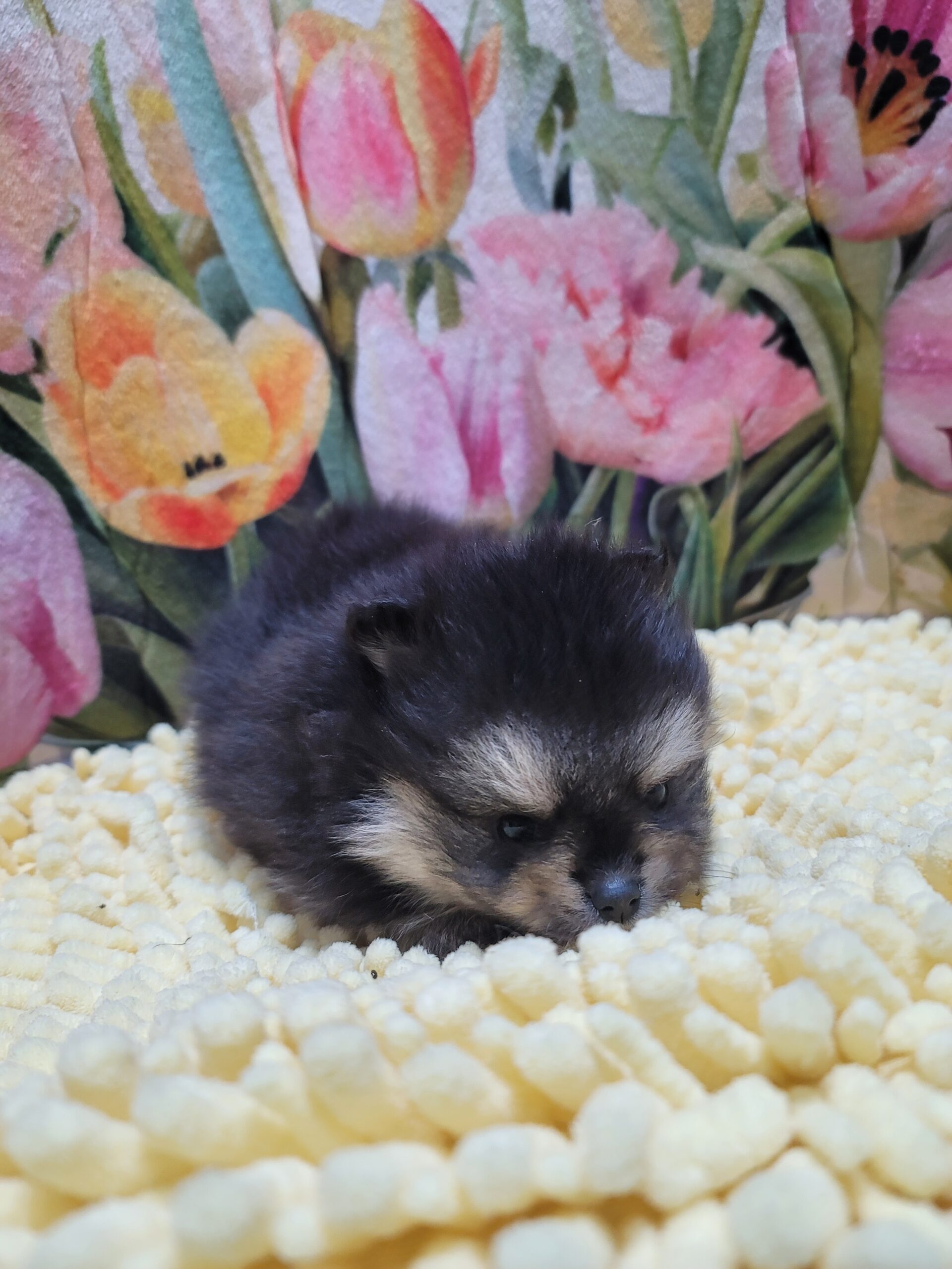 可愛すぎて、ため息出ちゃいます…🖤🐾 ブラック＆タンのポメラニアンの女の子