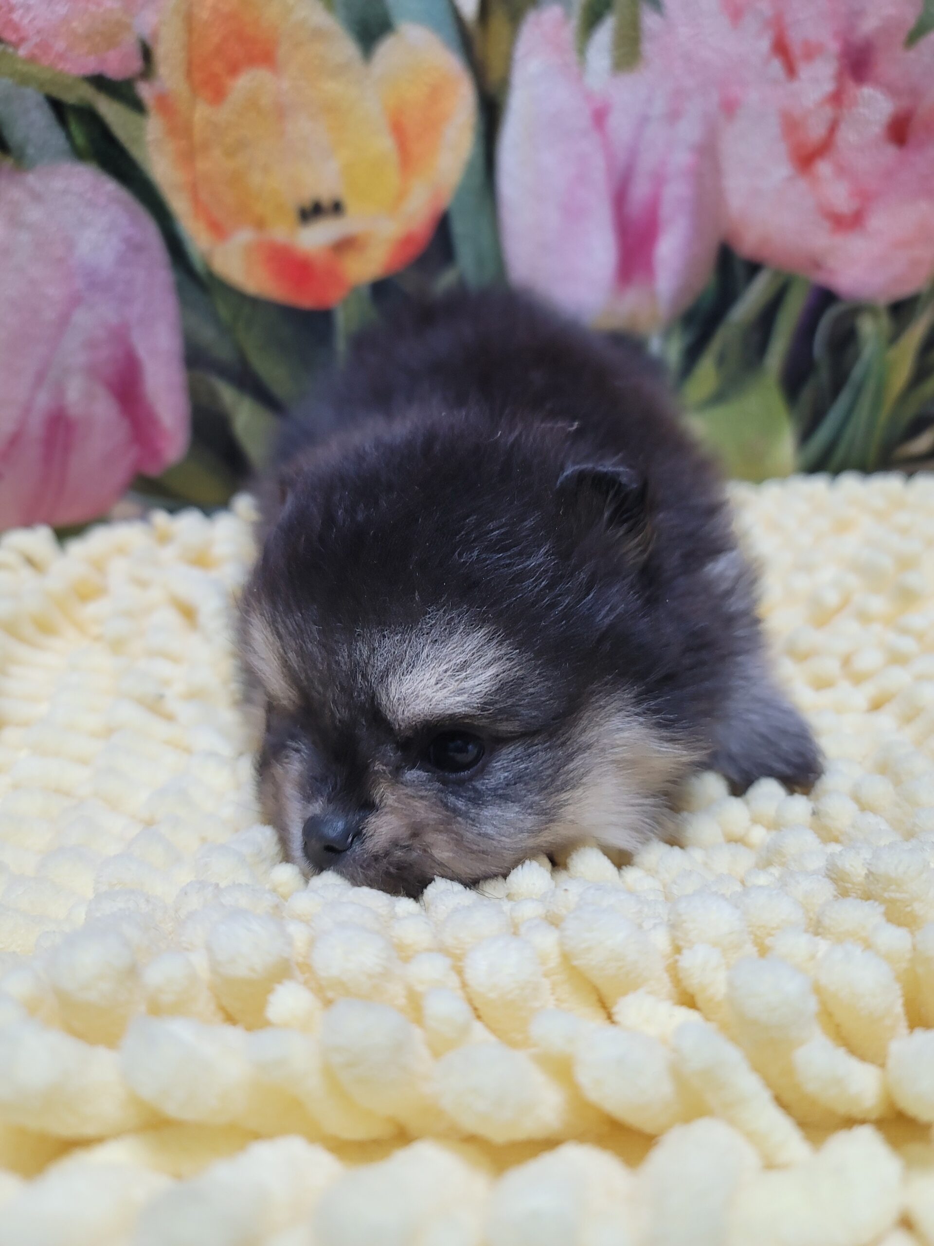 可愛すぎて、ため息出ちゃいます…🖤🐾 ブラック＆タンのポメラニアンの女の子