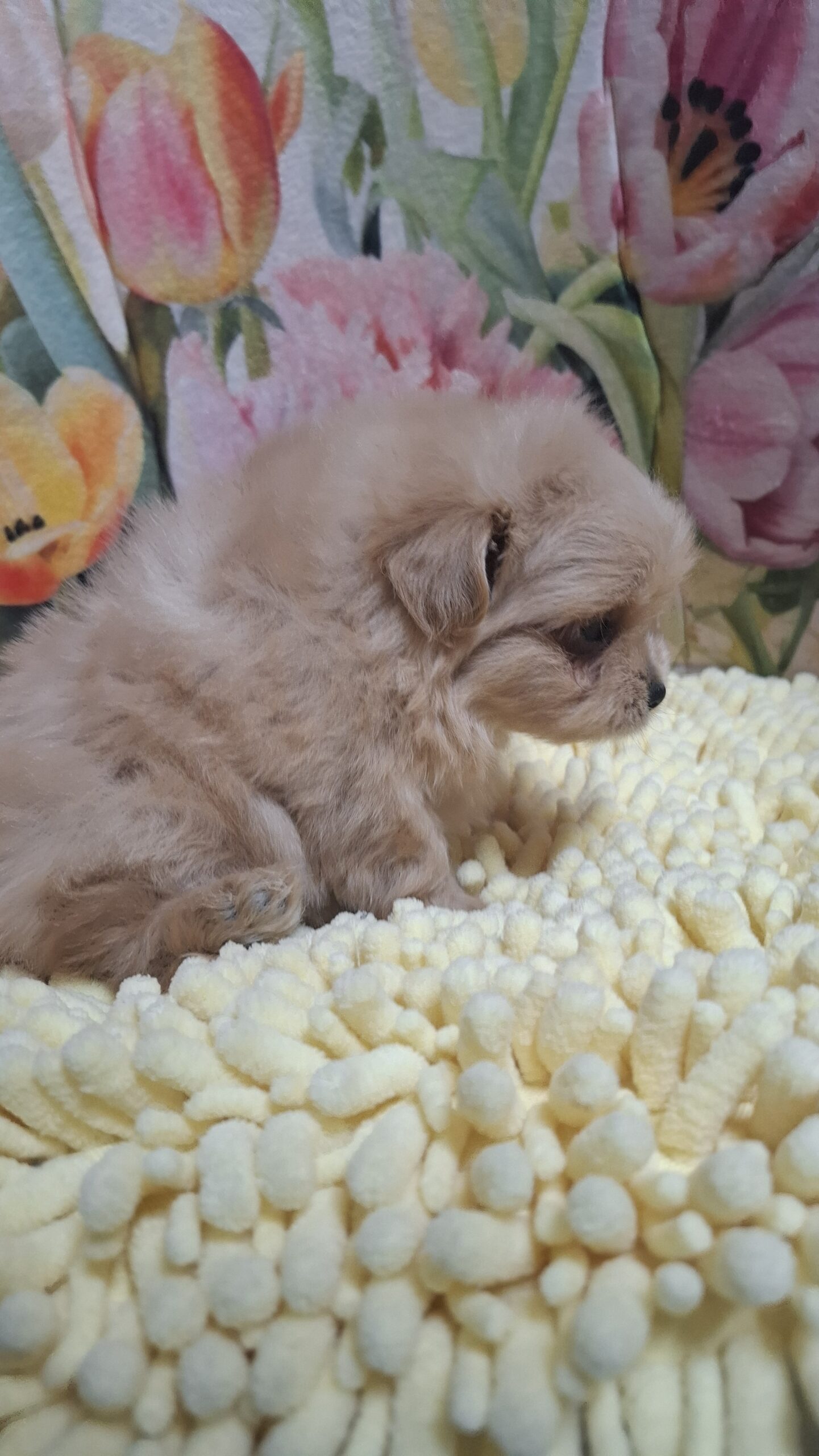 訳アリわんこ里親さん募集