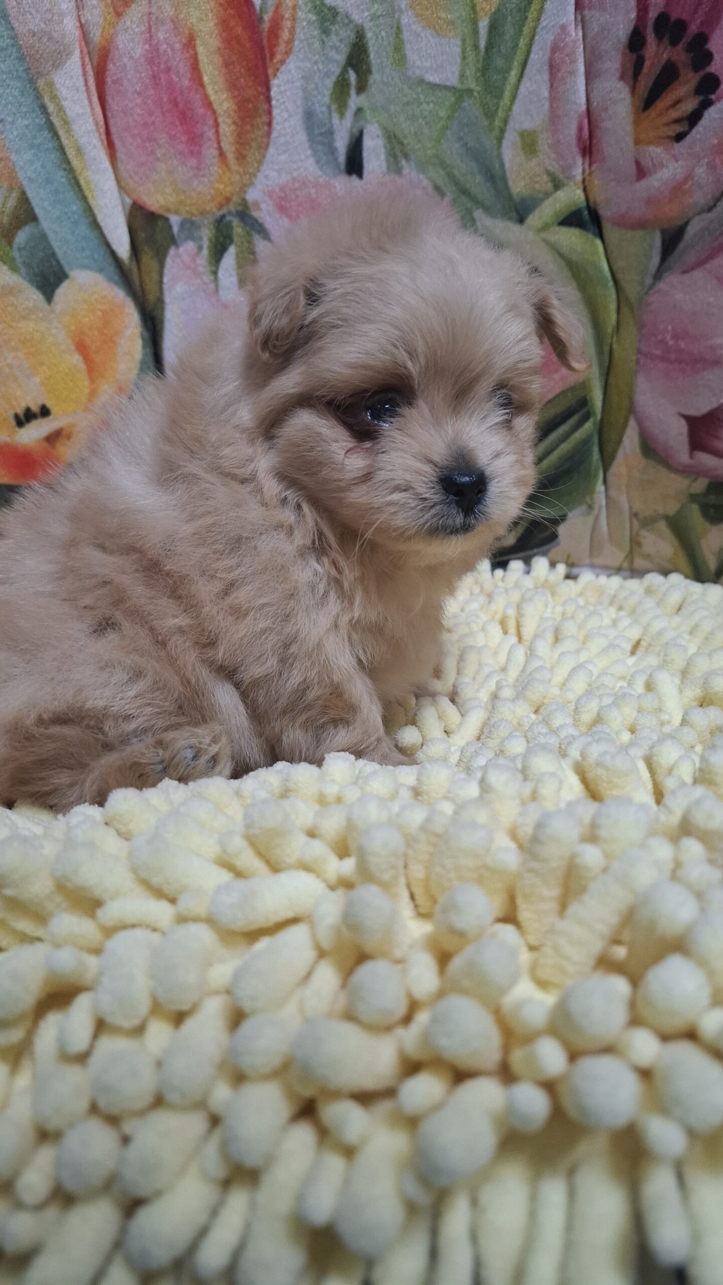 訳アリわんこ里親さん募集