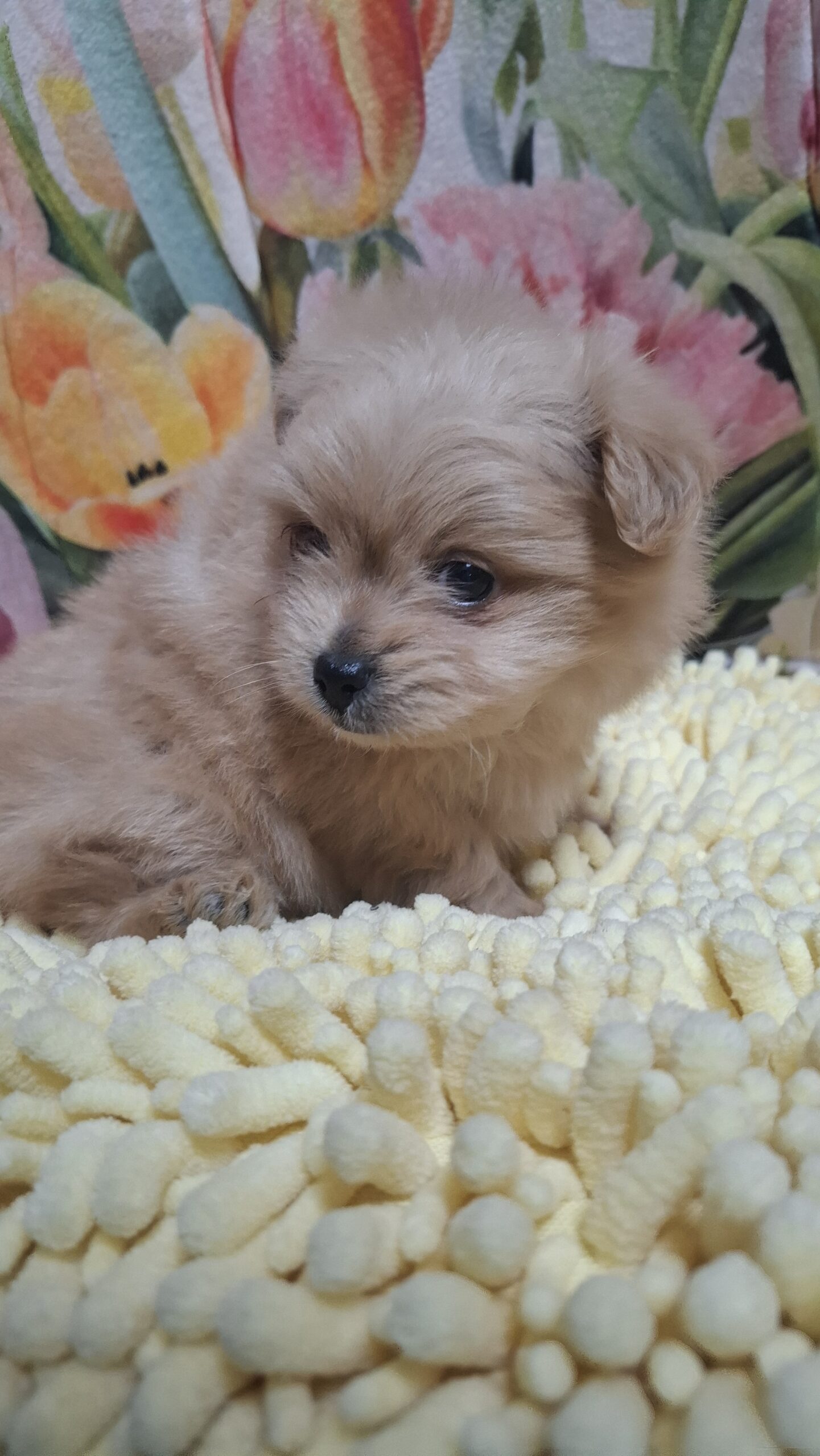 訳アリわんこ里親さん募集