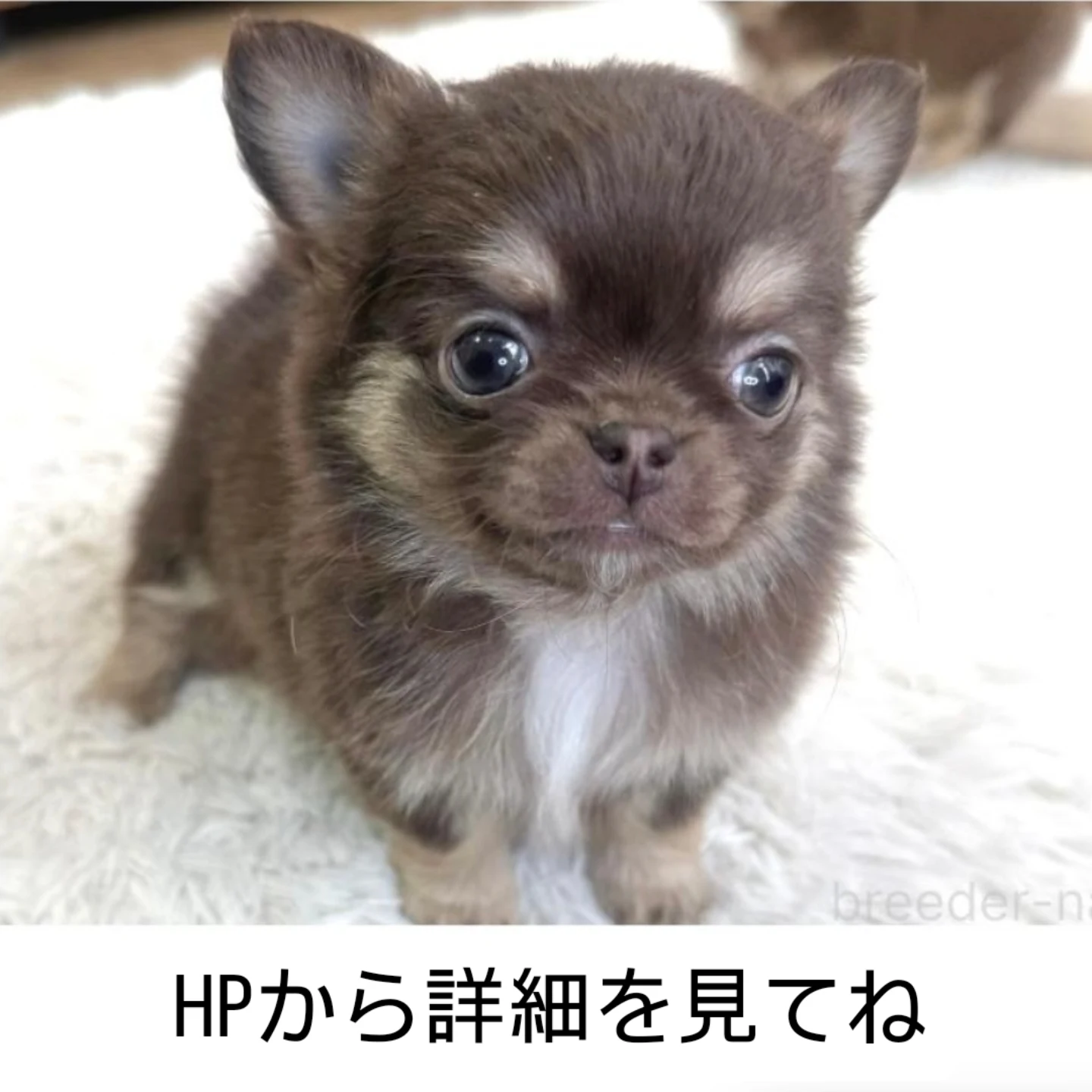 ちっちゃな怪獣現る🦖💕