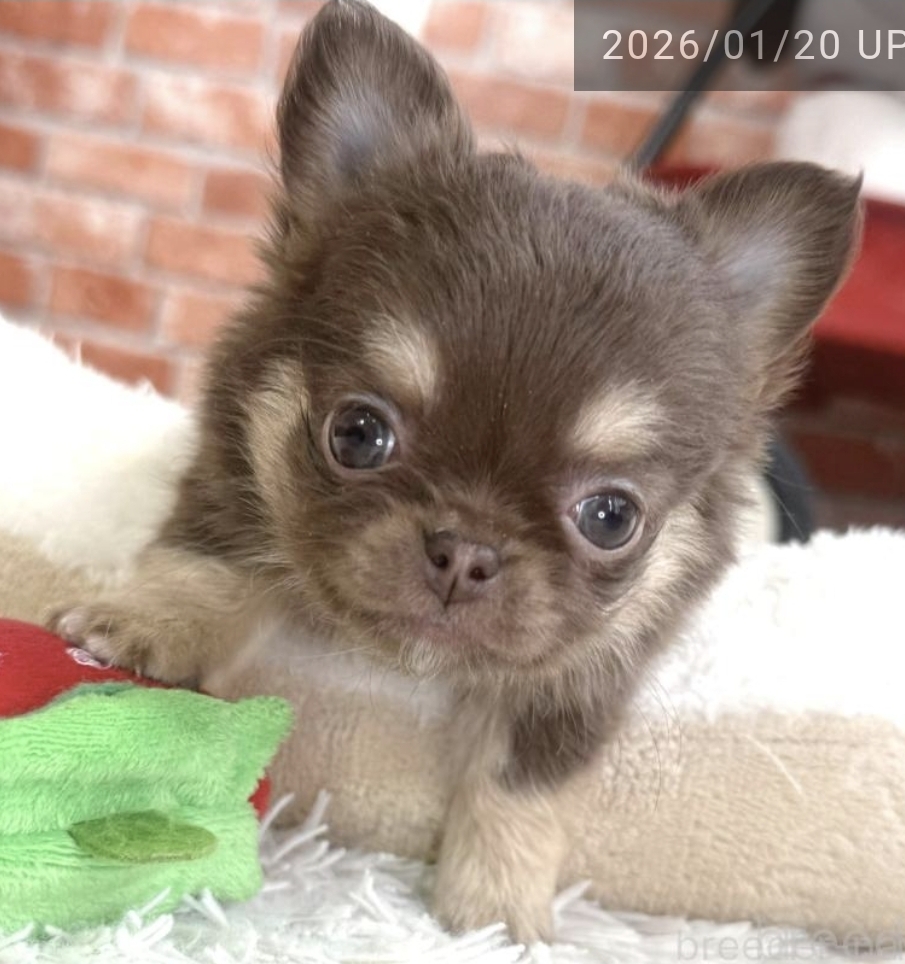 ちっちゃな怪獣現る🦖💕