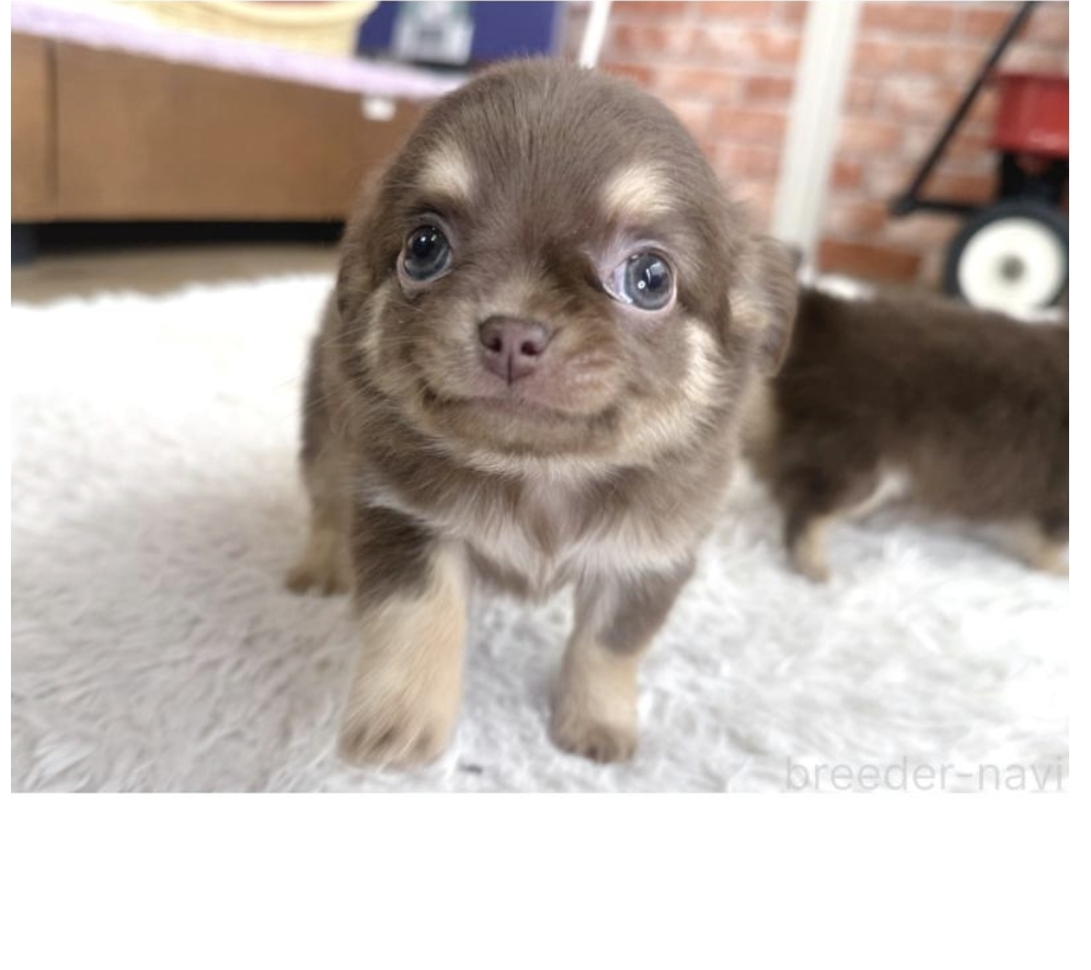 ちょっとおっとり君