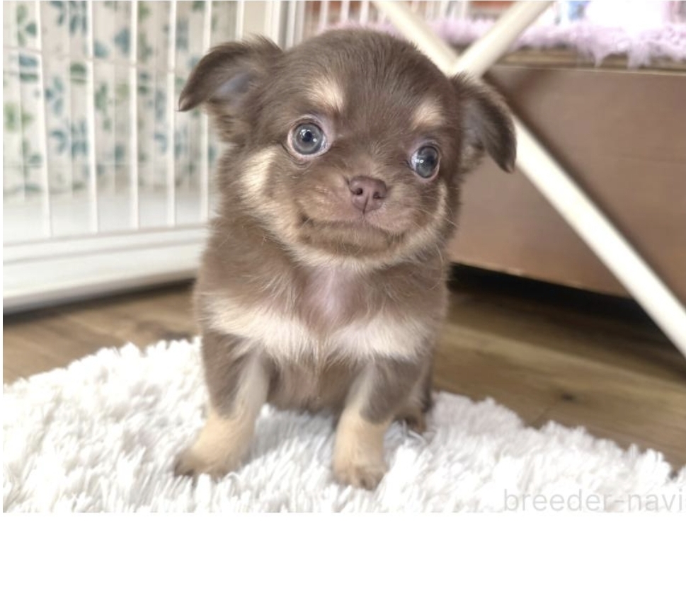 ちょっとおっとり君