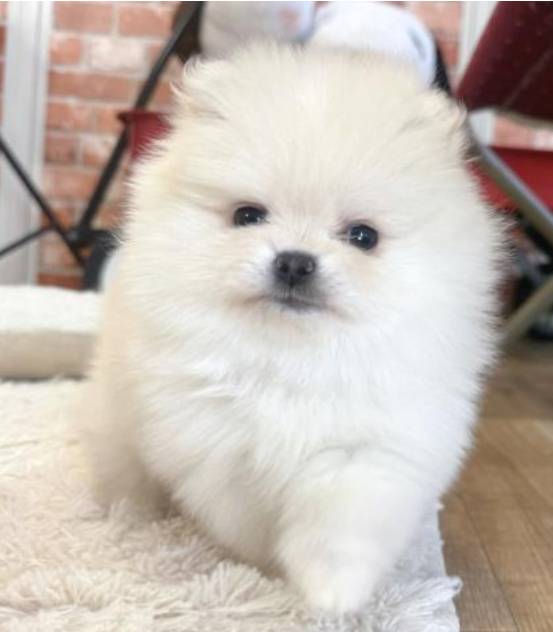 かわいいPOMの👧