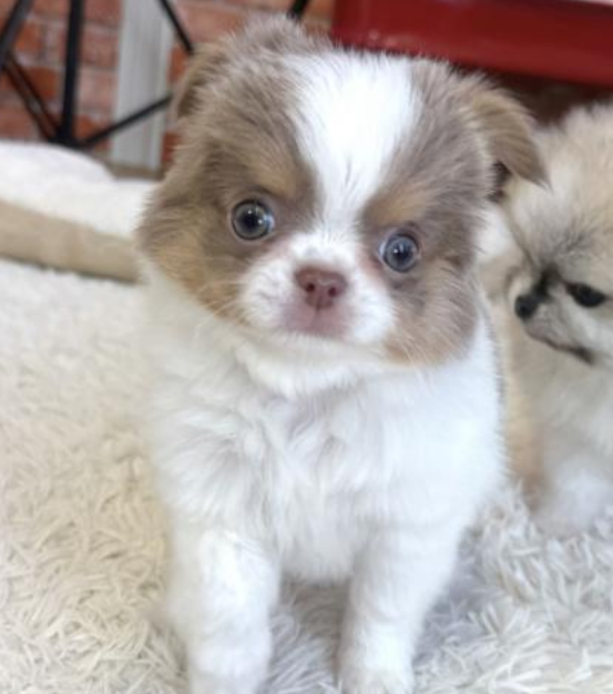 おちびなチワワの👧